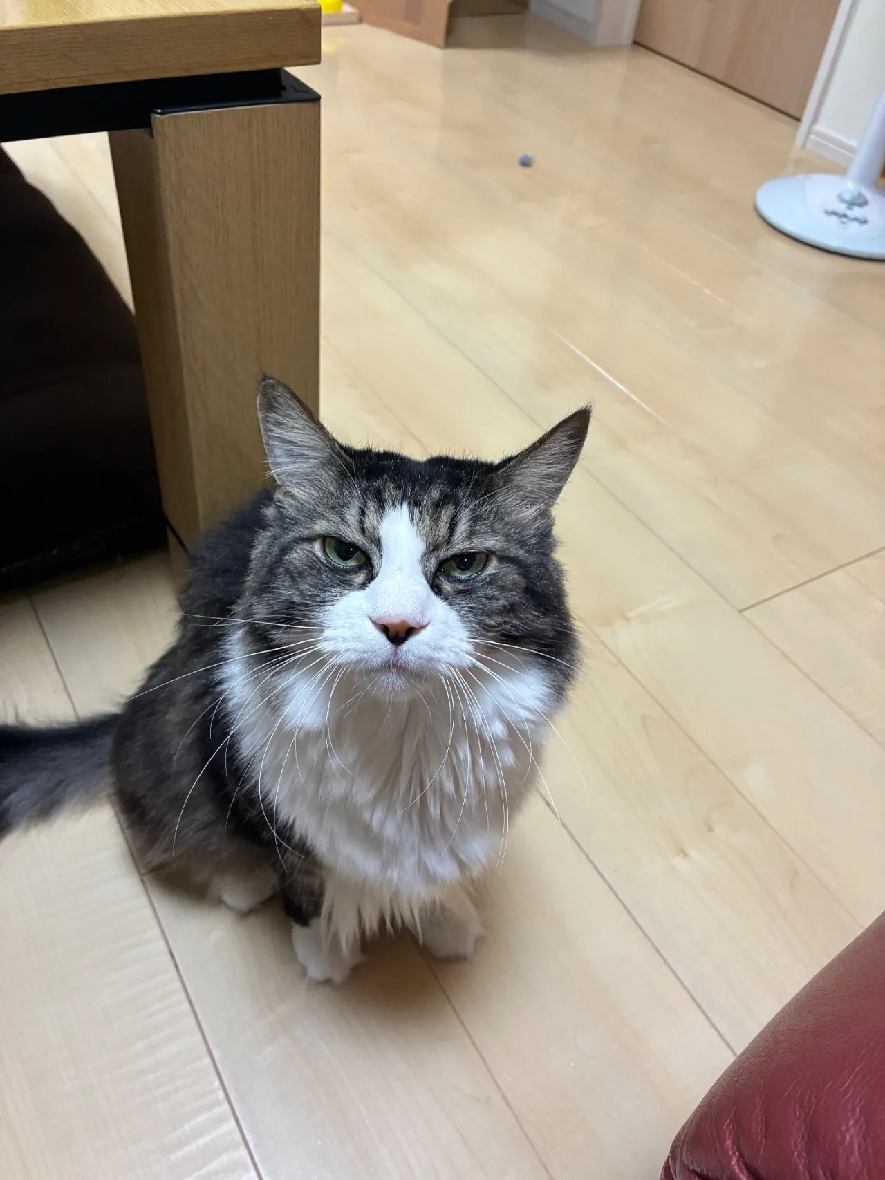 家でこちらを見上げる猫