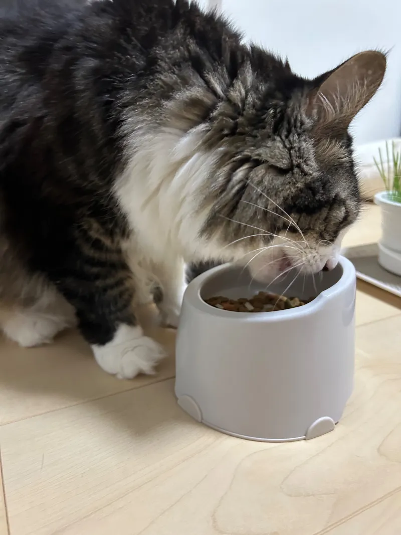 夜食の写真